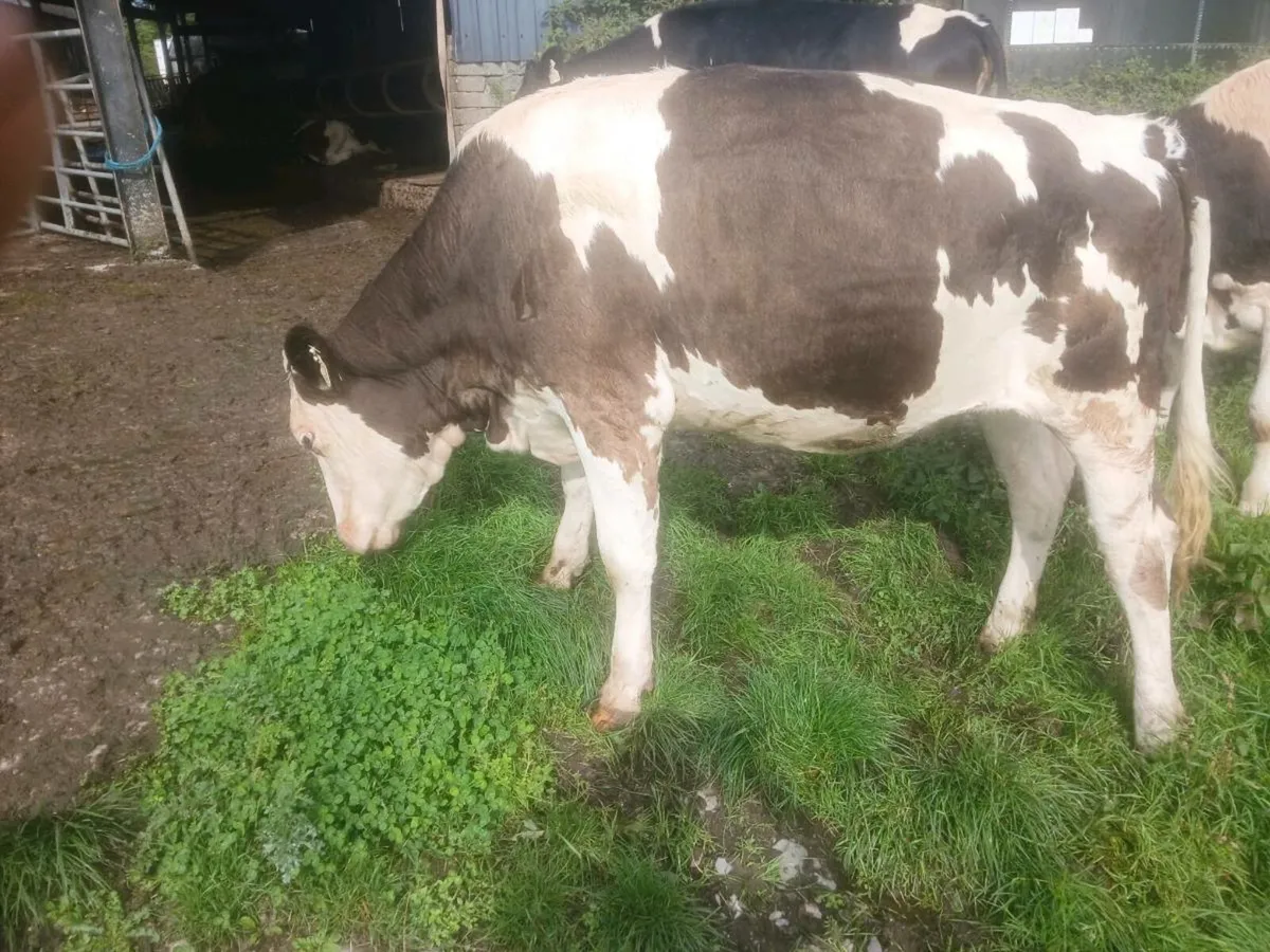 Organic heifers - Image 1