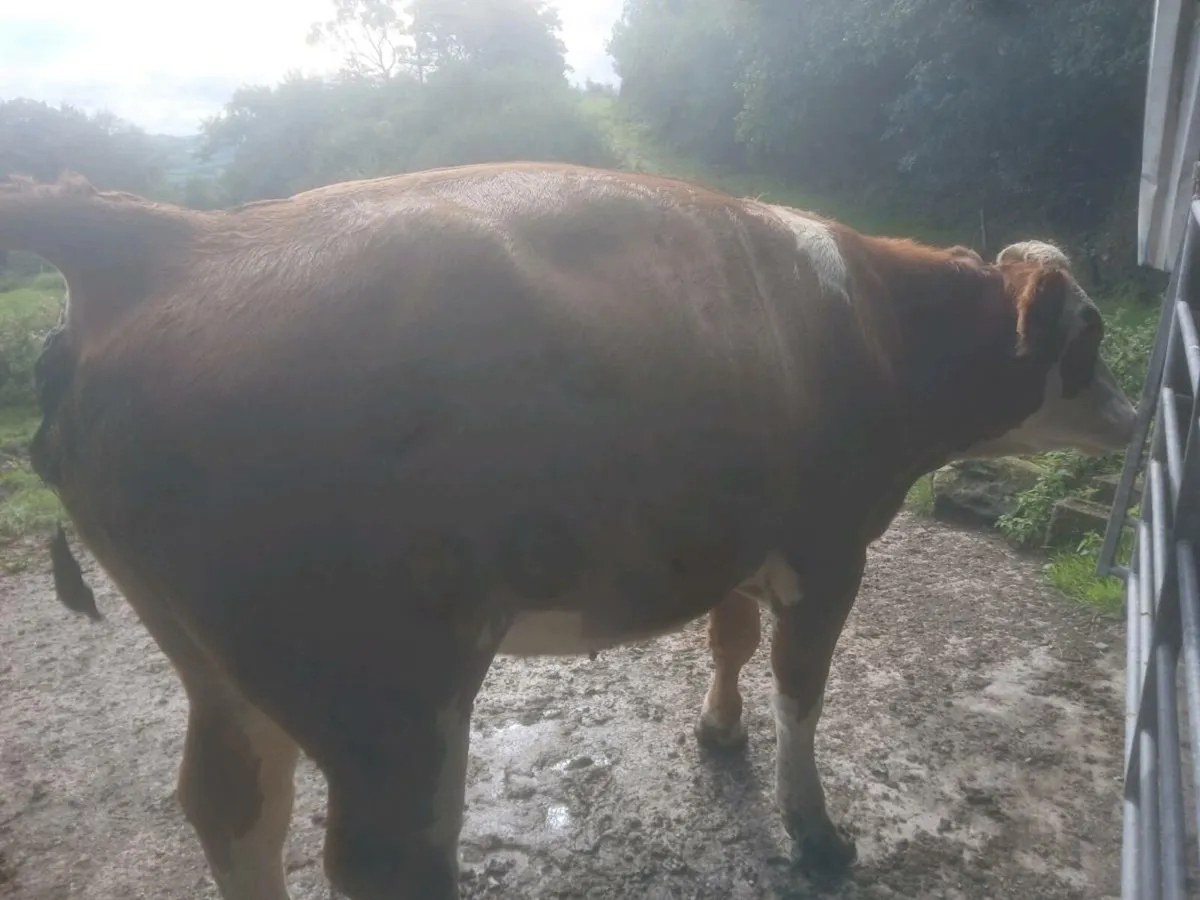 Organic heifers - Image 2