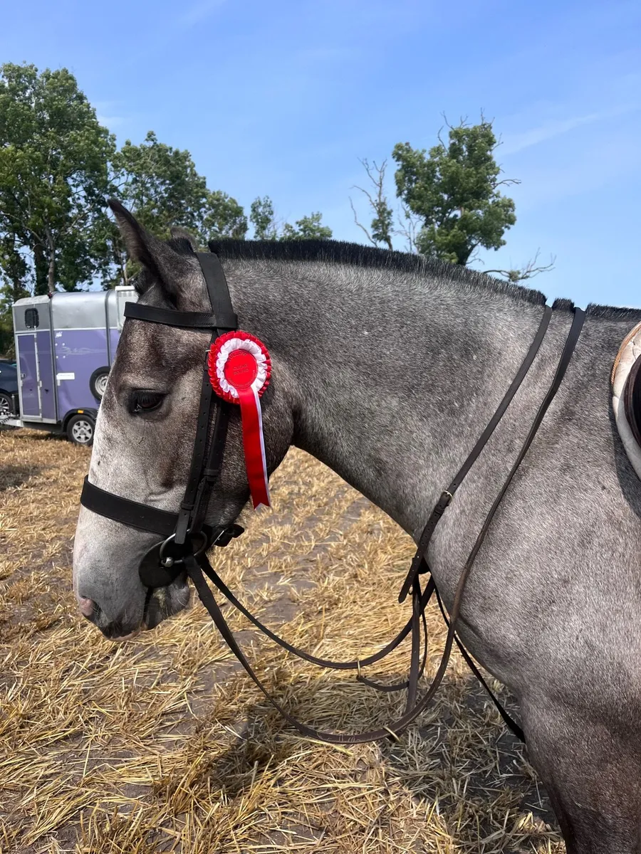 15hh  Connemara x - Image 1