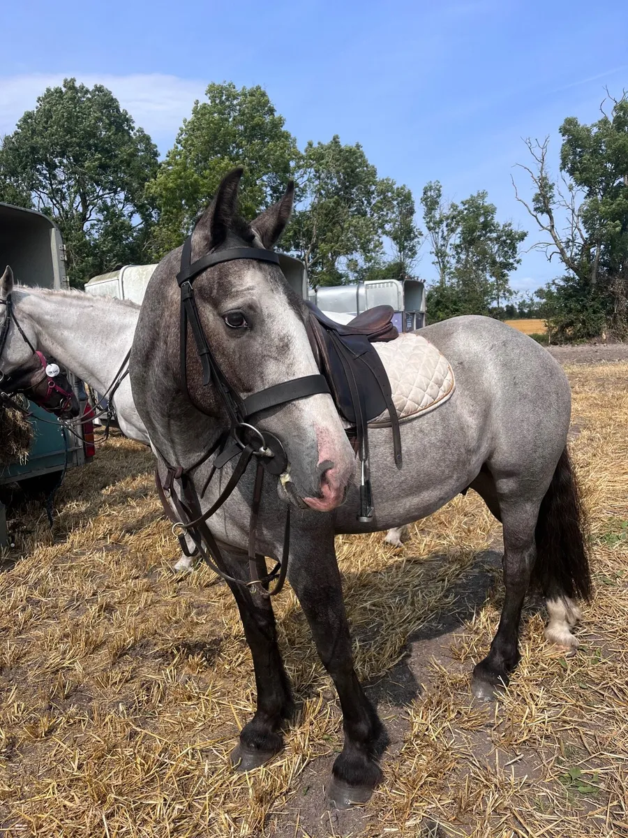 15hh  Connemara x - Image 2
