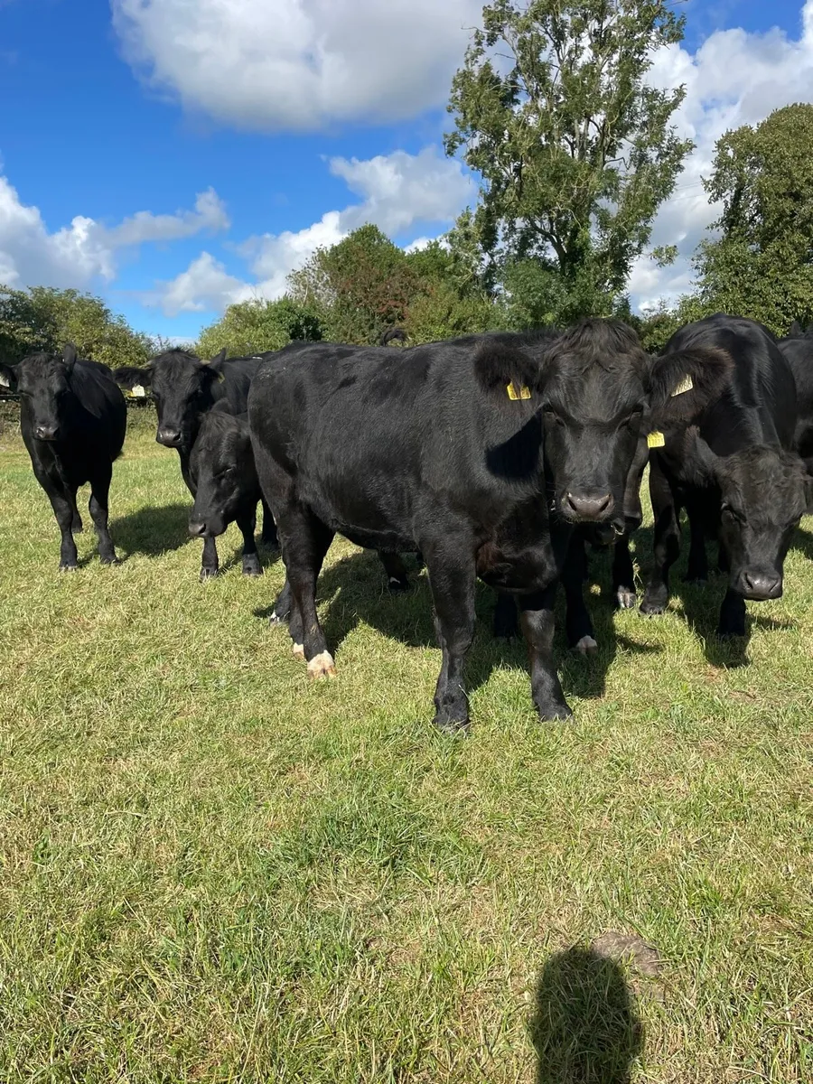 Angus bullocks - Image 1
