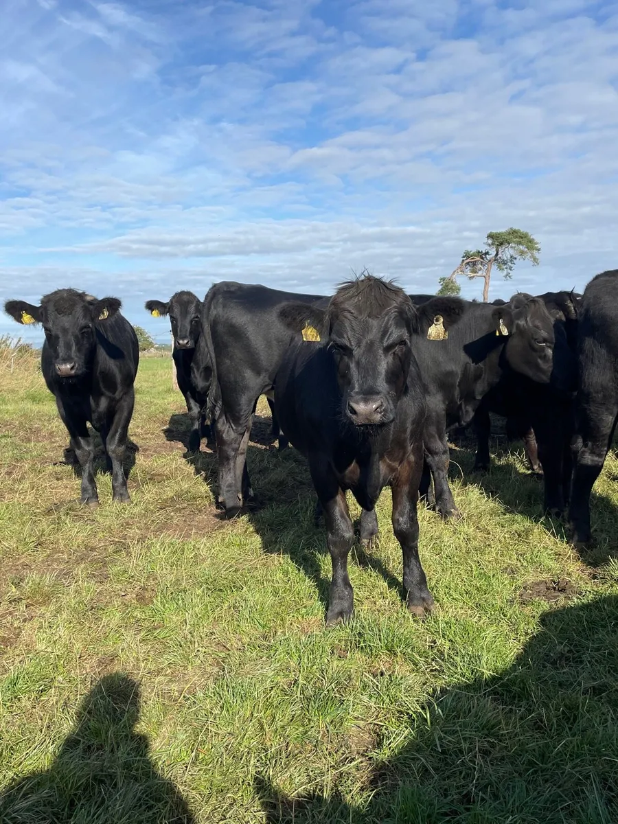 Angus bullocks - Image 2