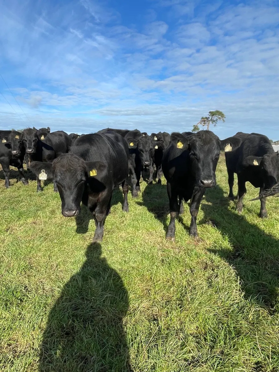 Angus bullocks - Image 3