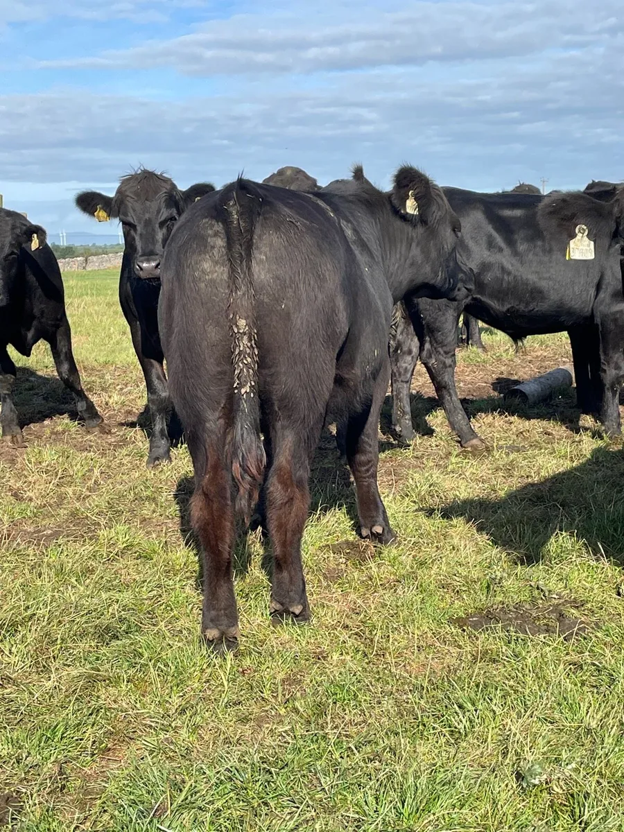Angus bullocks - Image 4