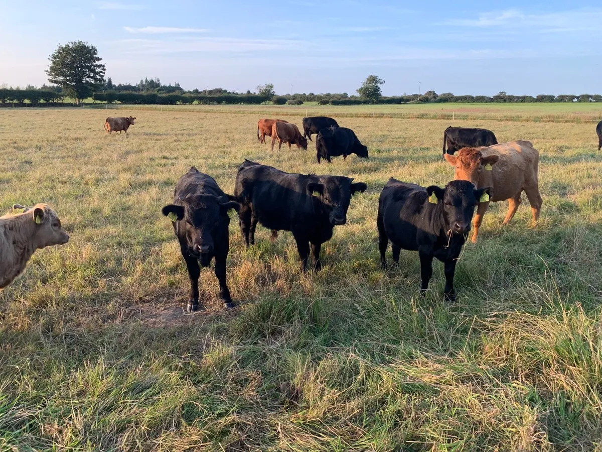 Cattle - Image 1