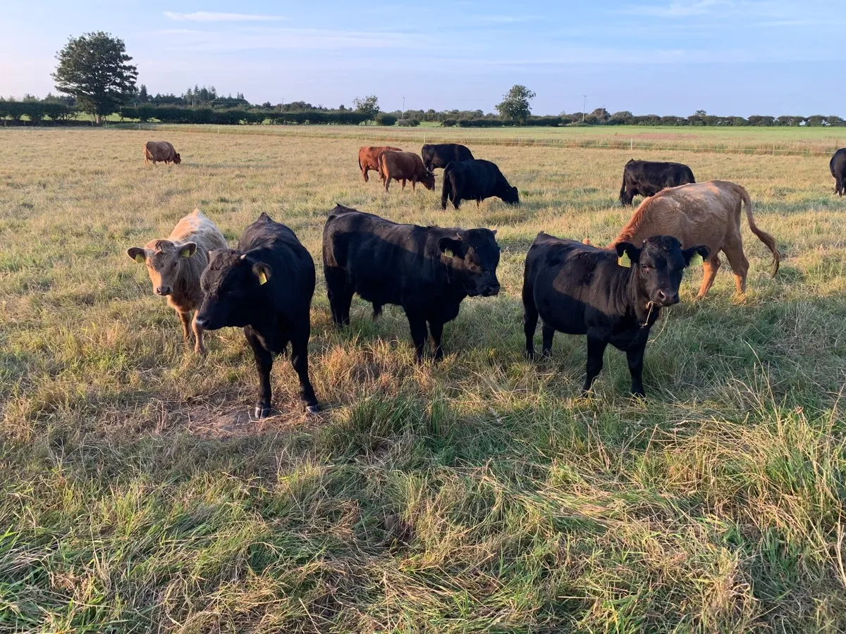 Cattle - Image 3