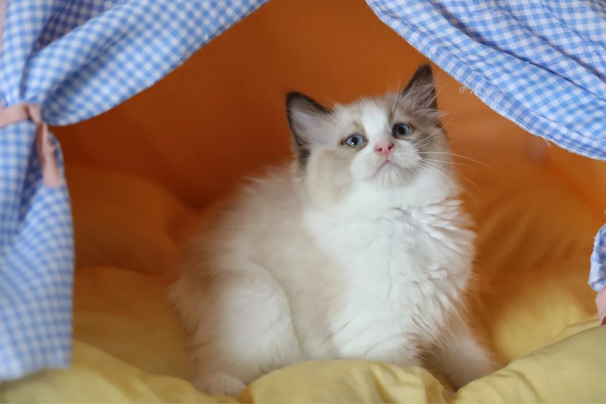 Cute purebreed ragdoll male kitten - Image 1