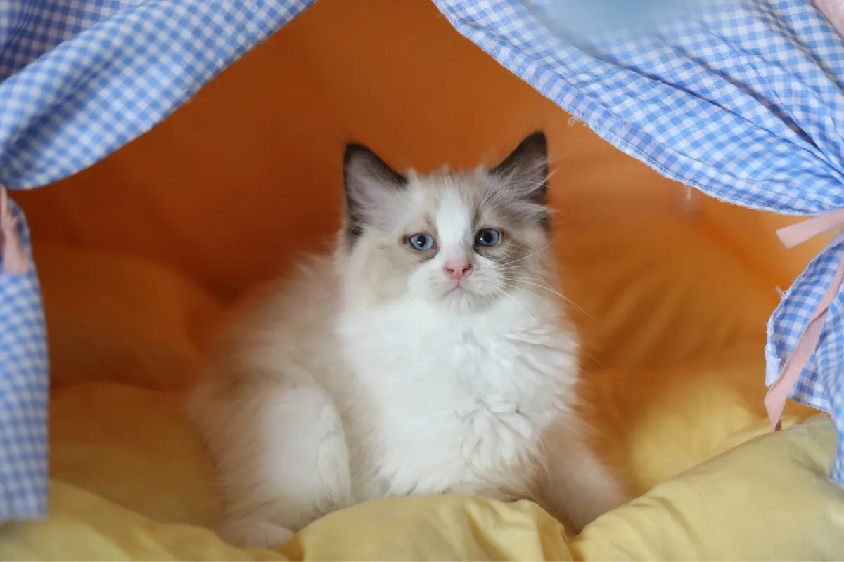 Cute purebreed ragdoll male kitten - Image 2