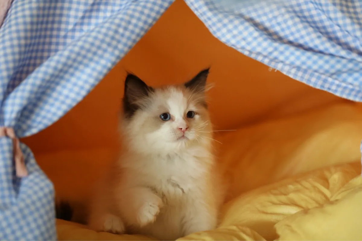 Cute purebreed ragdoll male kitten - Image 4