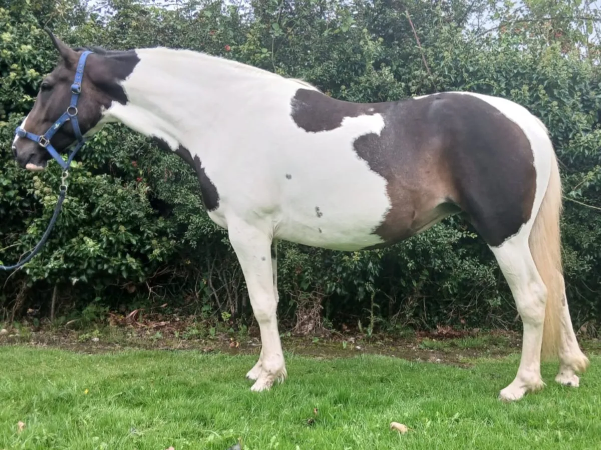 Coloured 16hh 4 year old - Image 1