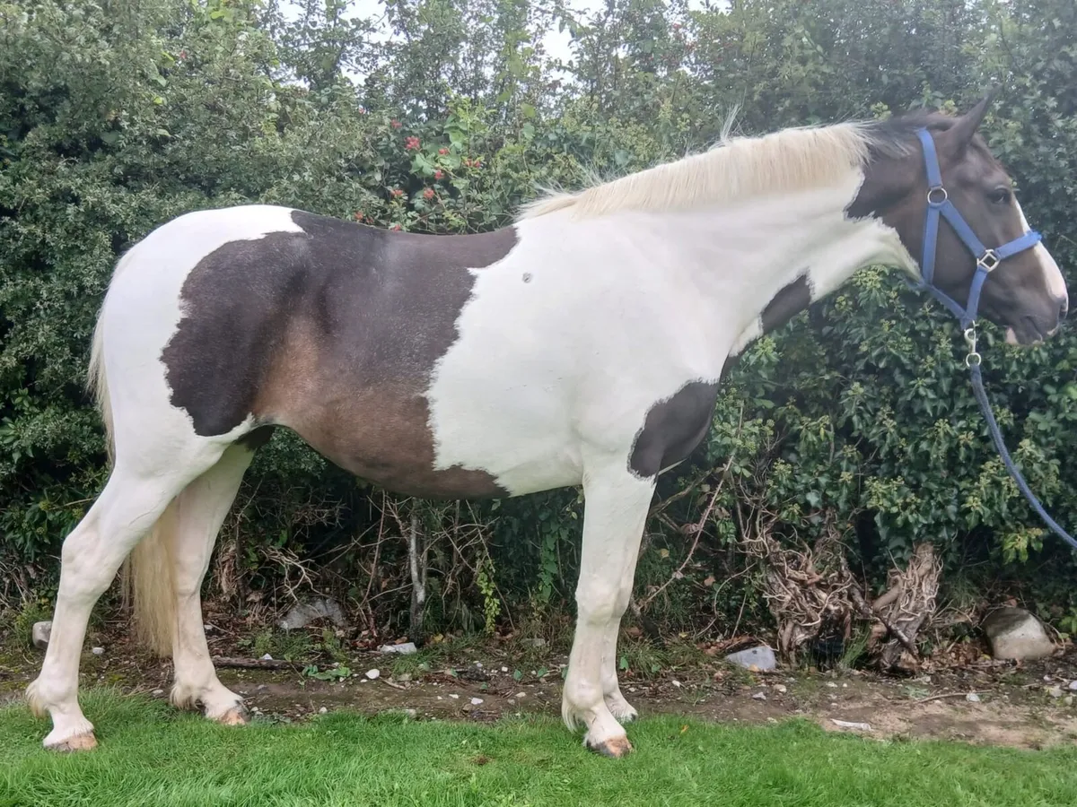 Coloured 16hh 4 year old - Image 2