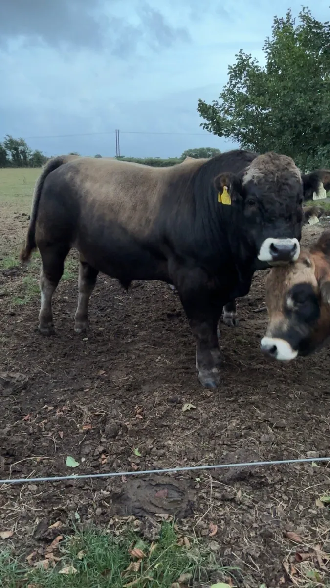 Pedigree Aubrac bulls - Image 1