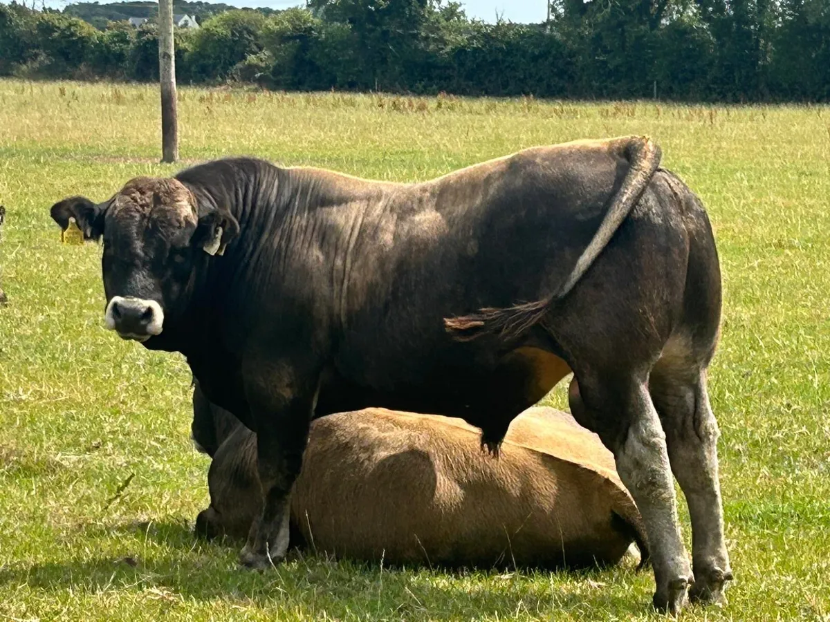 Pedigree Aubrac bulls - Image 2