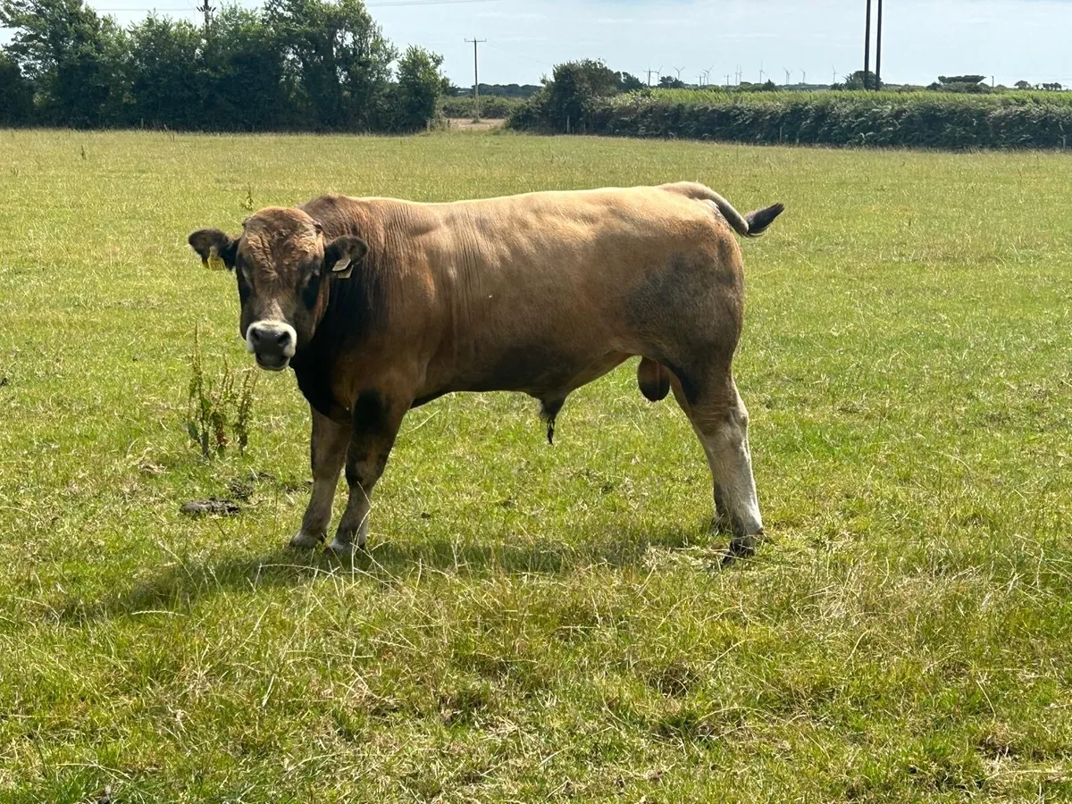 Pedigree Aubrac bulls - Image 3