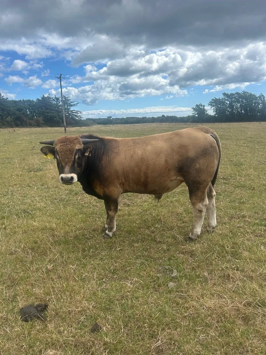 Pedigree Aubrac bulls - Image 4