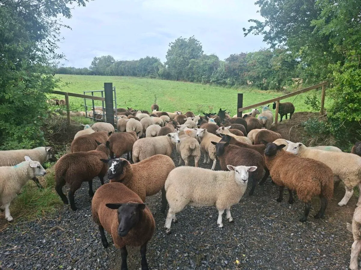 Breeding Ewe Lambs - Image 1