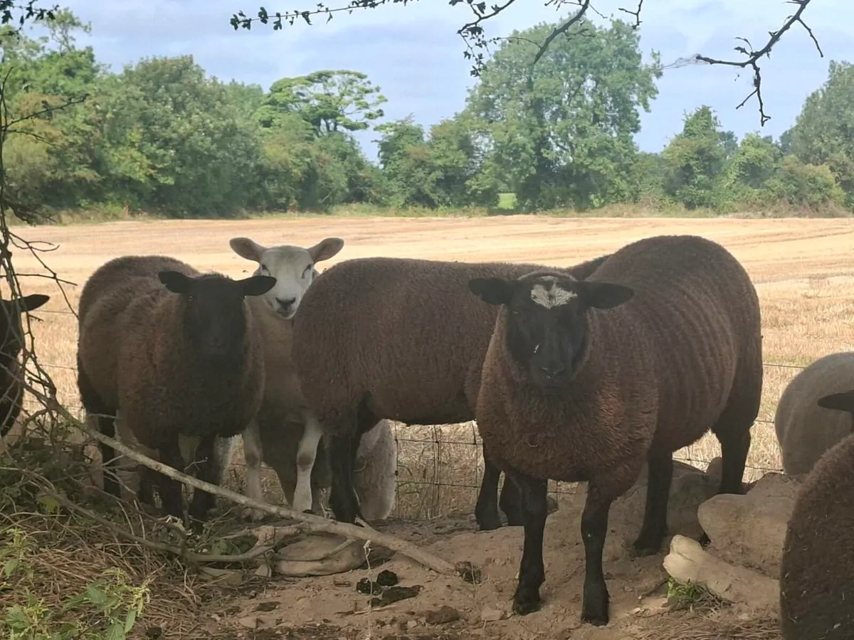 Breeding Ewe Lambs - Image 2