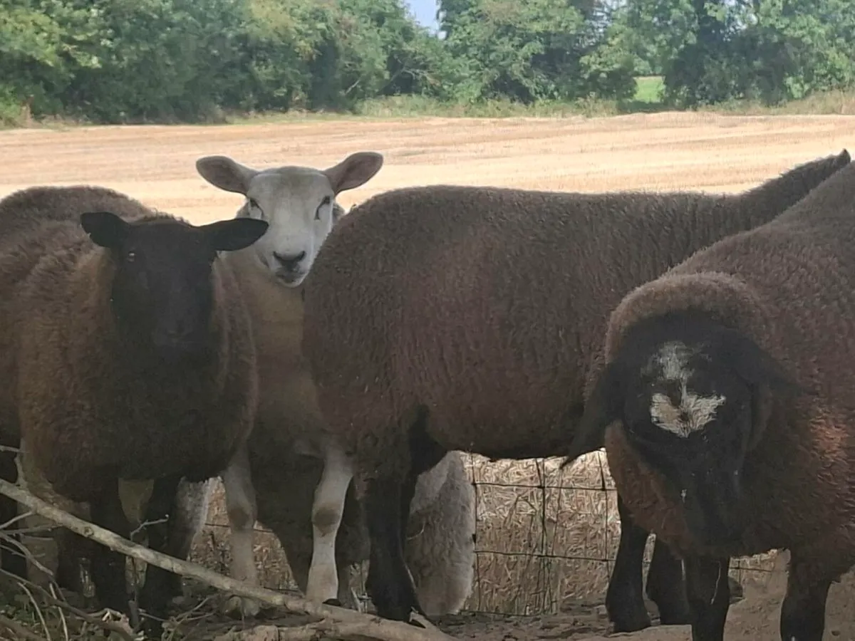Breeding Ewe Lambs - Image 3