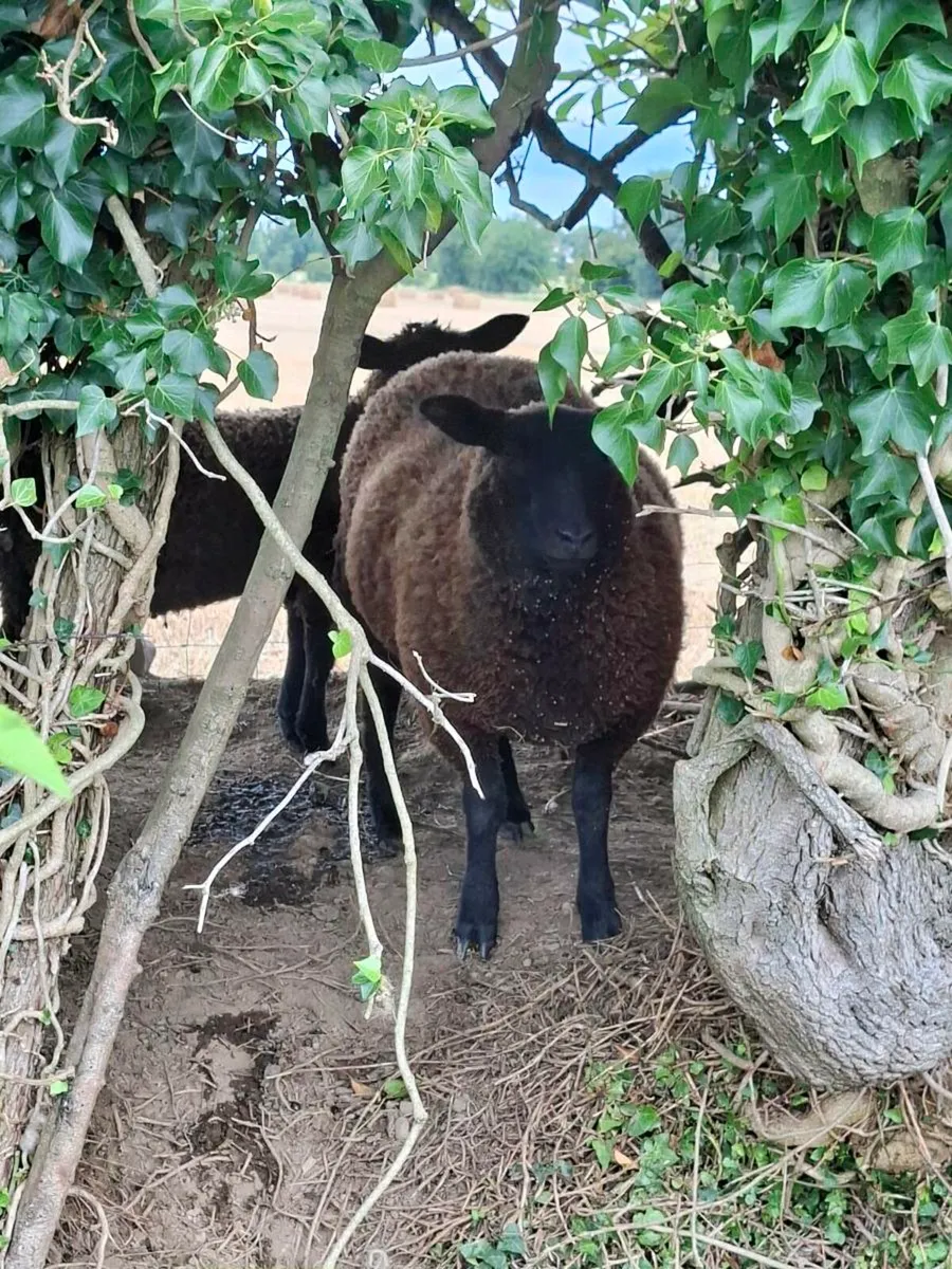 Breeding Ewe Lambs - Image 4