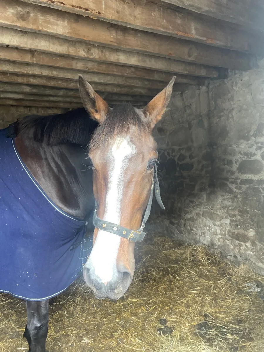 Horse