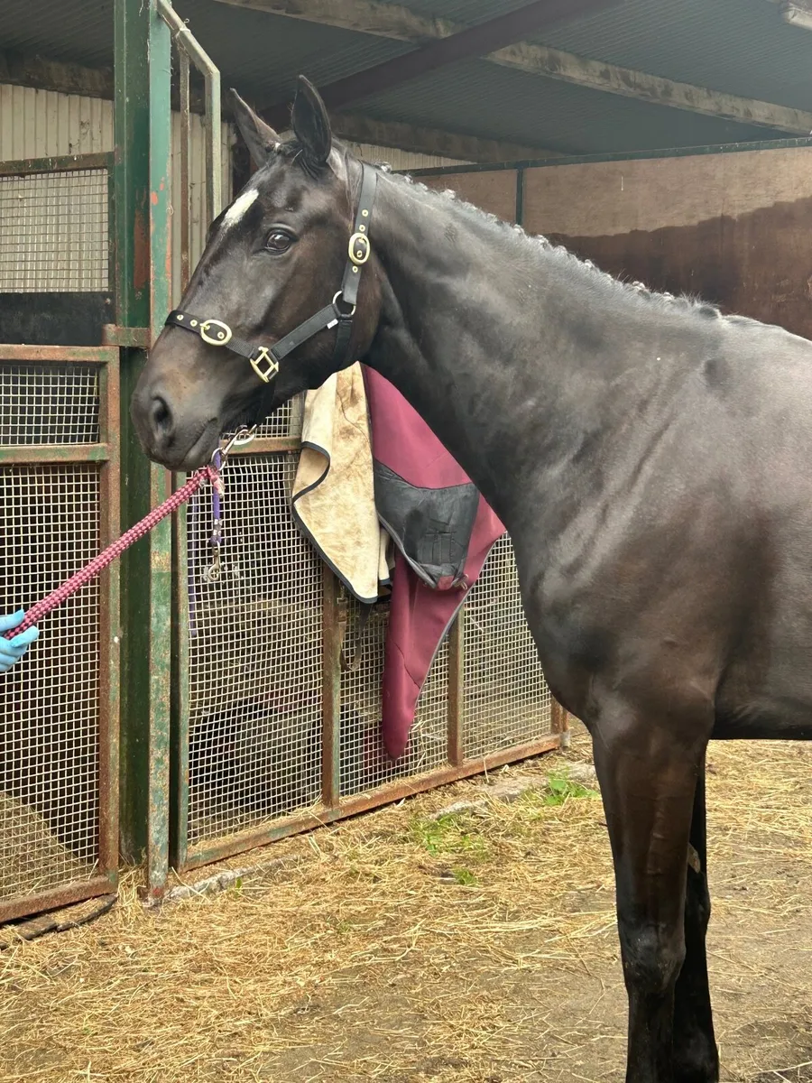 Black 3 year old filly - Image 4