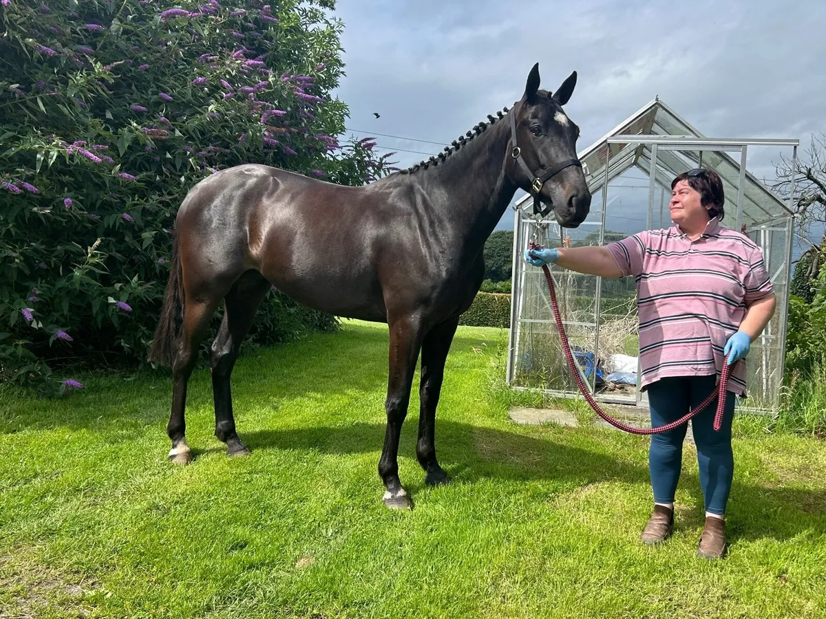 Black 3 year old filly - Image 1