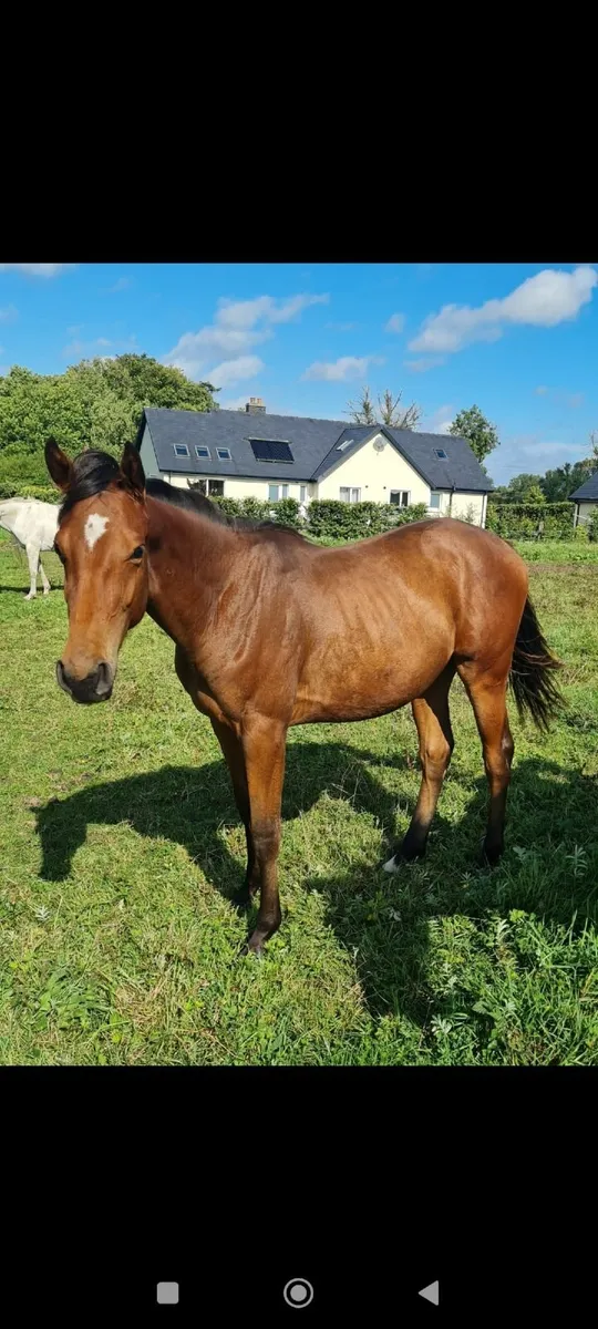 Tyson Filly & Cornerado VDL Gelding Yearlings - Image 2