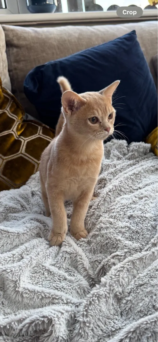 Rare pedigree Asian shorthair kittens - Image 1