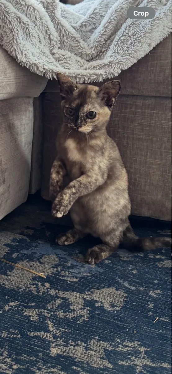 Rare pedigree Asian shorthair kittens - Image 2