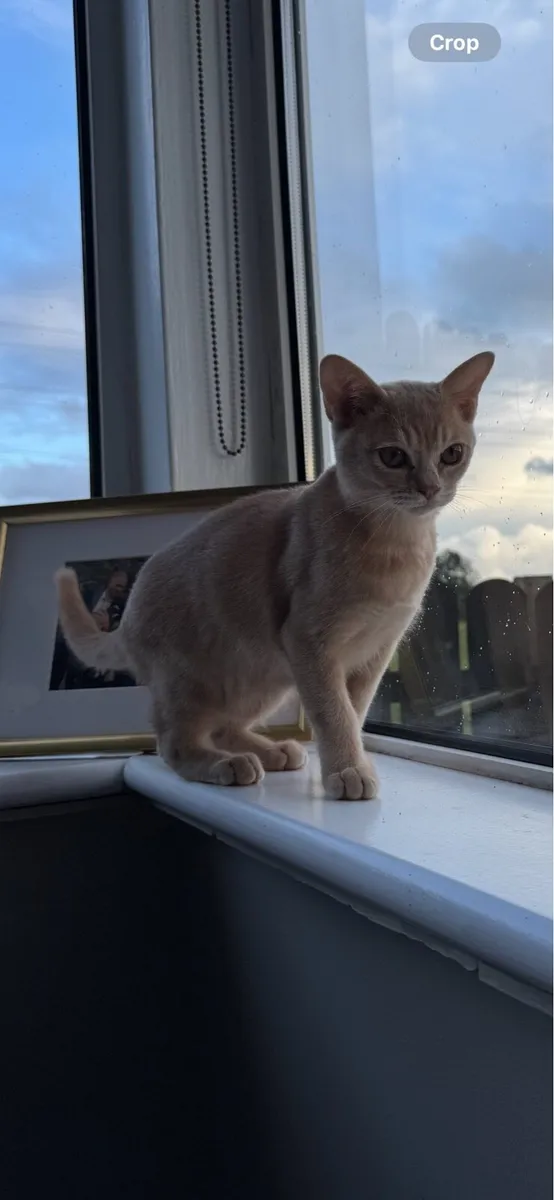 Rare pedigree Asian shorthair kittens - Image 3