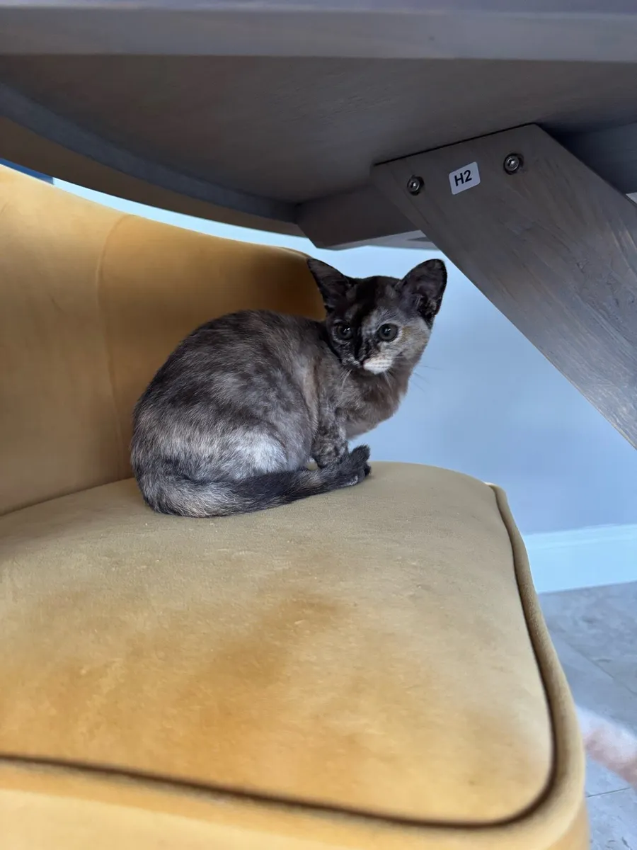 Asian shorthair kittens - Image 3