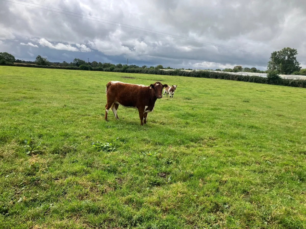 Purebred  moiled  heifer - Image 1