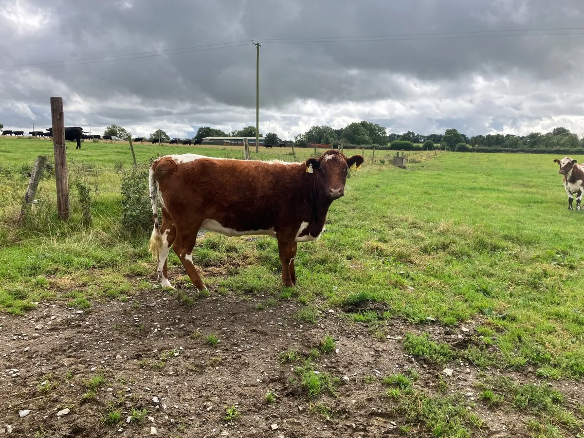 Purebred  moiled  heifer - Image 2