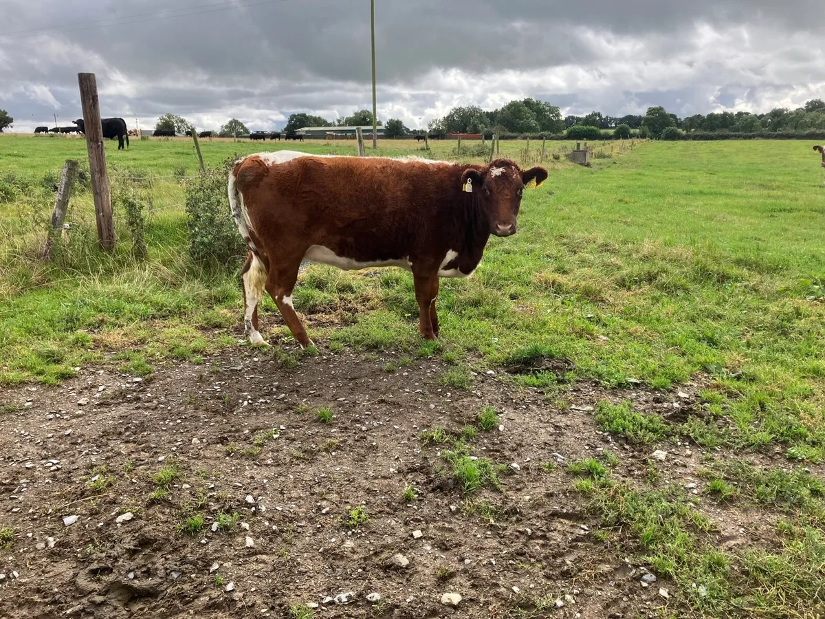 Purebred  moiled  heifer - Image 3