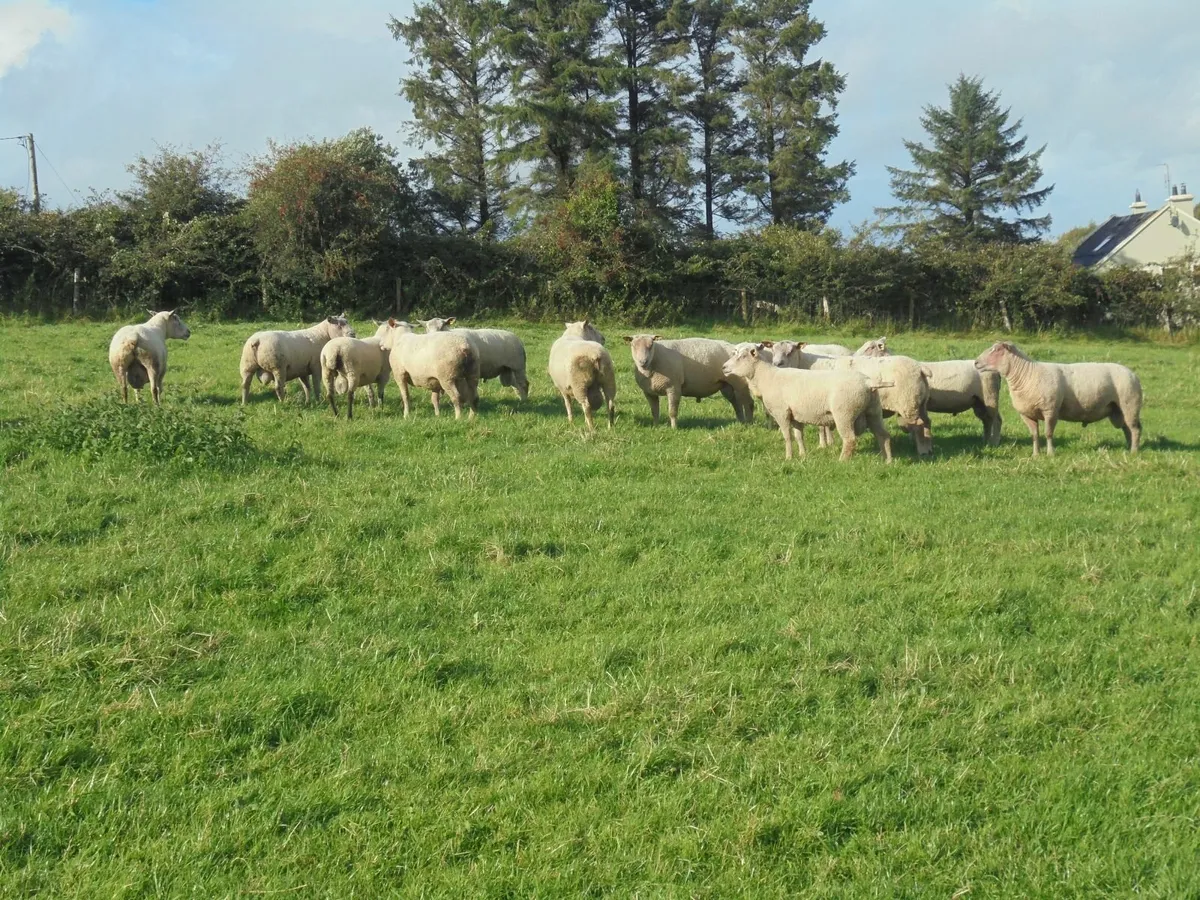 Charollais Ram. - Image 2