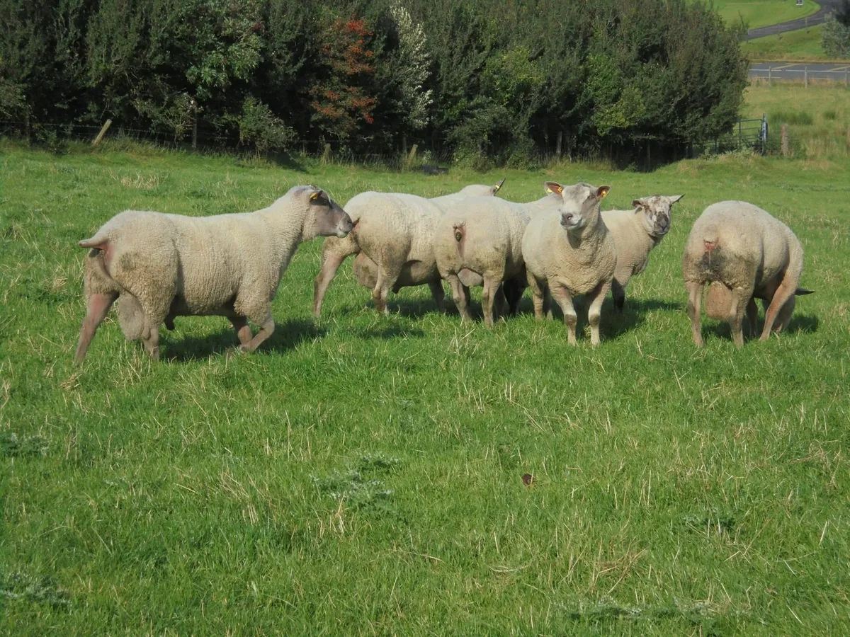 Charollais Ram. - Image 4