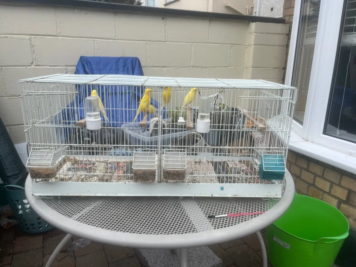 Bird cages - Image 1