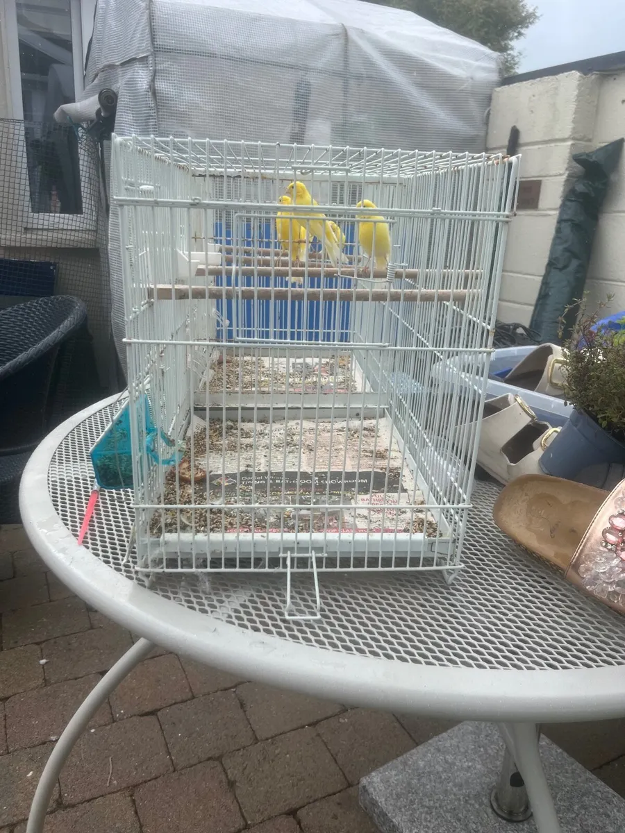 Bird cages - Image 2