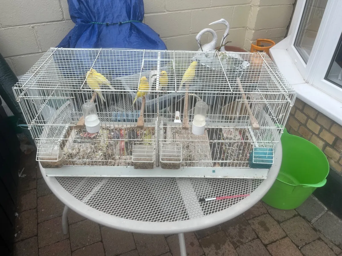 Bird cages - Image 3