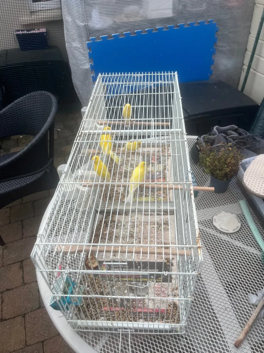 Bird cages - Image 4