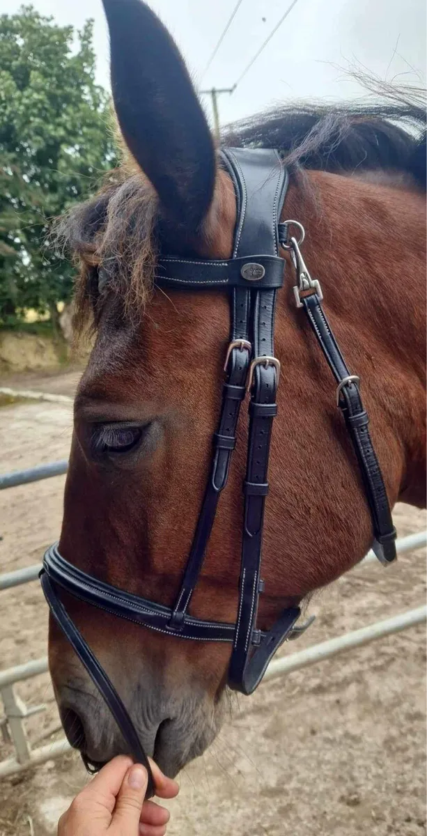 Dyon  black cob bridle - Image 1
