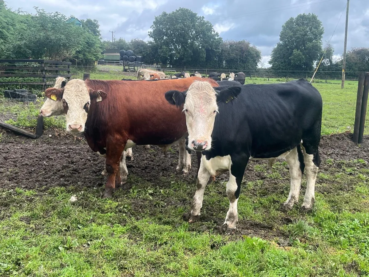 8 super 420 kg Hereford bullocks - Image 1