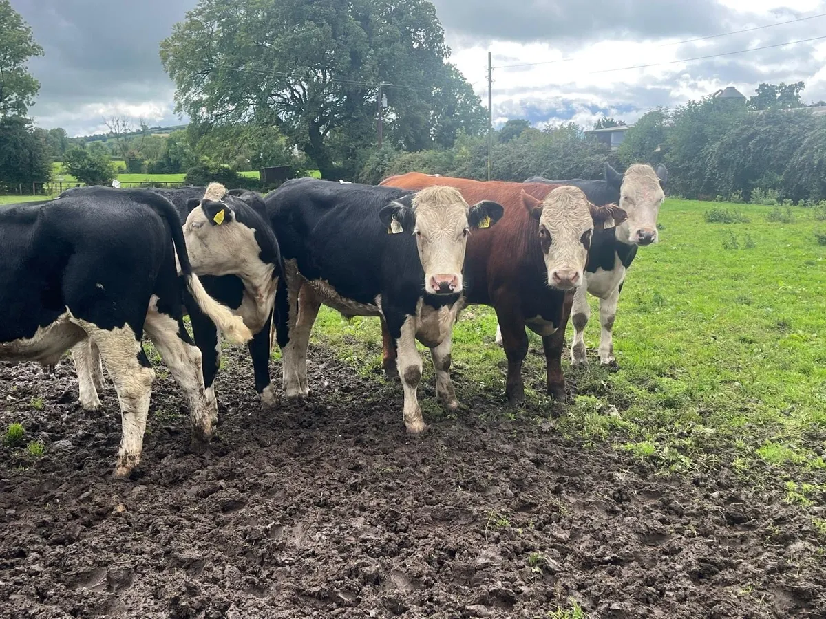 8 super 420 kg Hereford bullocks - Image 3