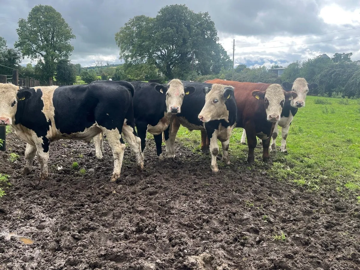8 super 420 kg Hereford bullocks - Image 4