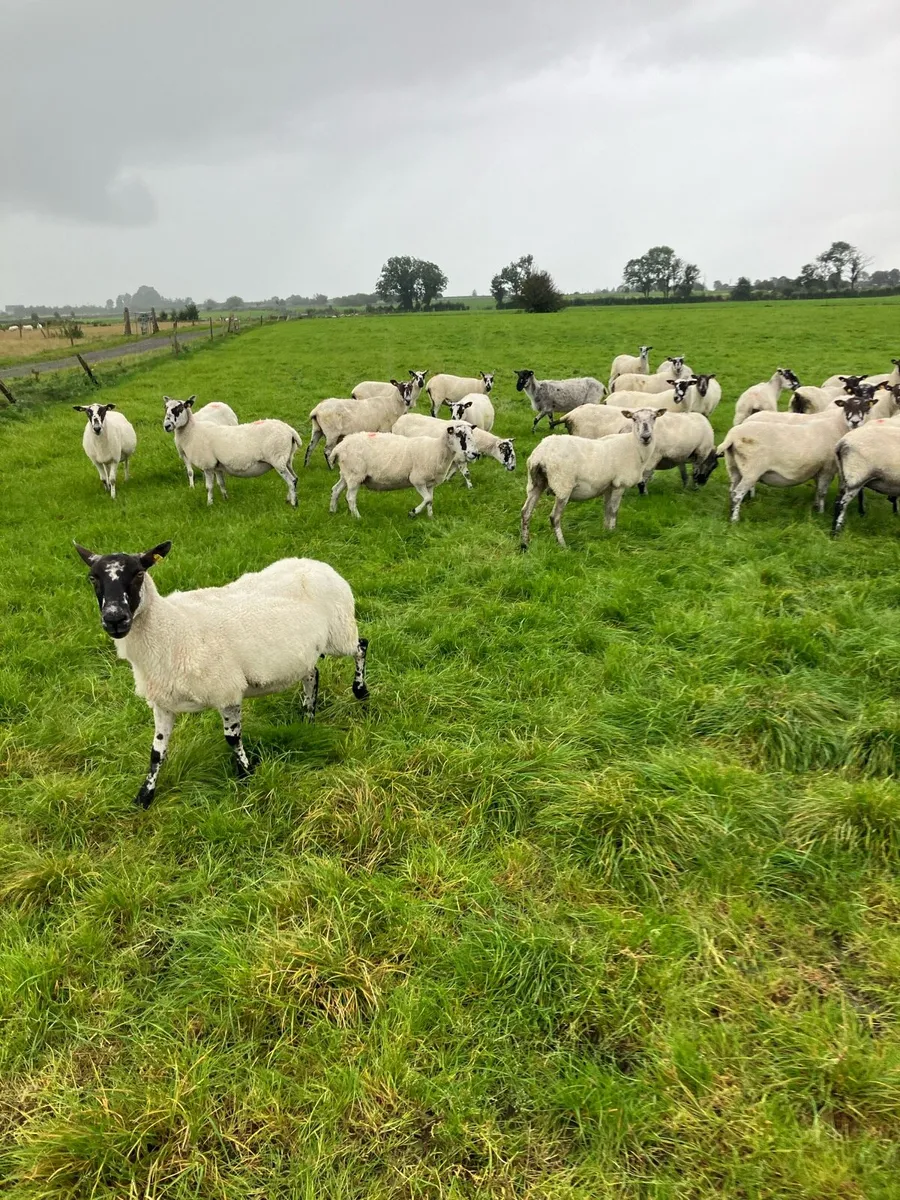 30 mule ewes - Image 1