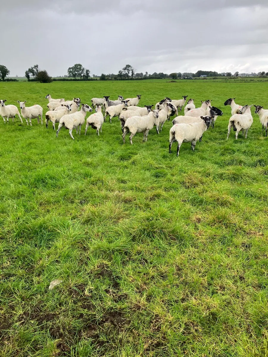 30 mule ewes - Image 2