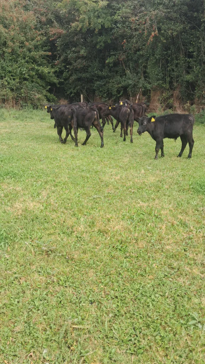 Reared calves - Image 2