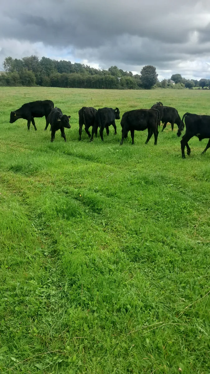 Reared calves - Image 1