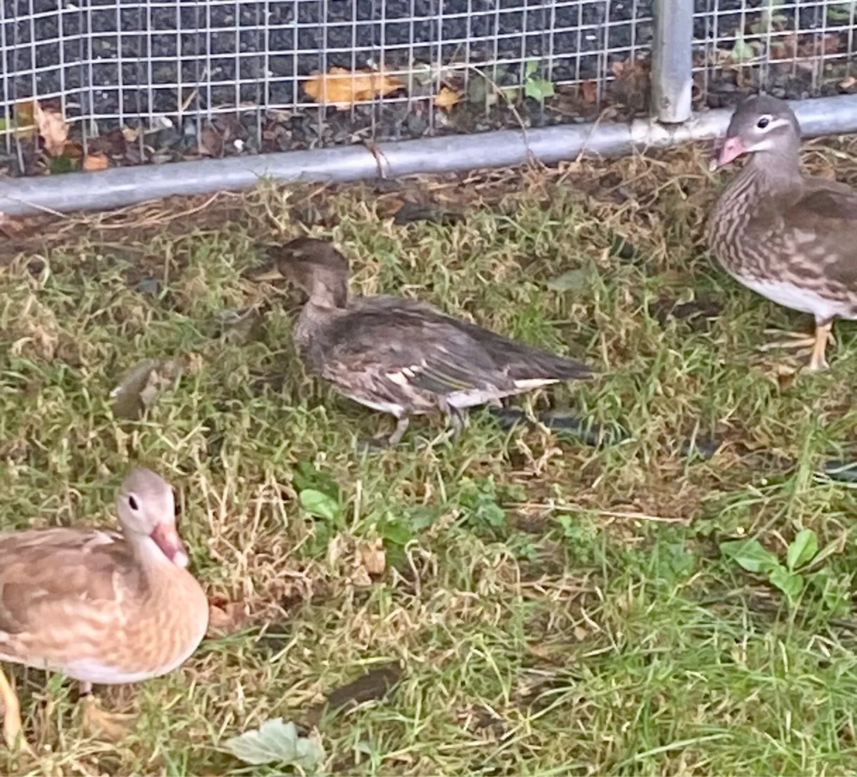 Chickens, Mandarin & Teal ducks. - Image 2