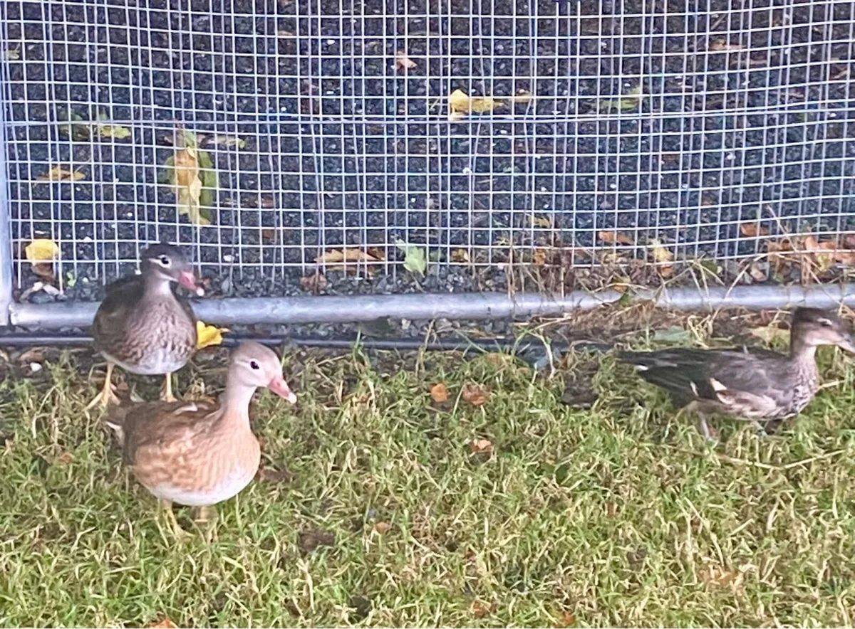Chickens, Mandarin & Teal ducks. - Image 4